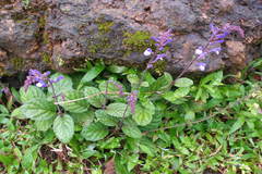 Scutellaria discolor